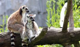 ЕКЗОТИЧНА ПОЧИВКА В МАДАГАСКАР - ОСТРОВ НУСИ БЕ - 29.11.2026