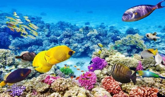 All Inclusive почивка в Хургада с полет от Пловдив - ЕСЕН 2026