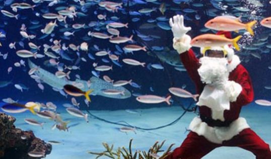 Коледа - Чартър до Шарм ел Шейх от Варна